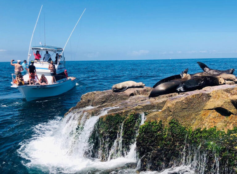 DOLPHIN AND WHALE WATCHING Escualo Sport Fishing Mazatlán