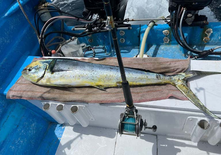 Deep Sea Sport Fishing Premium Panga 30 FT Marcus Escualo